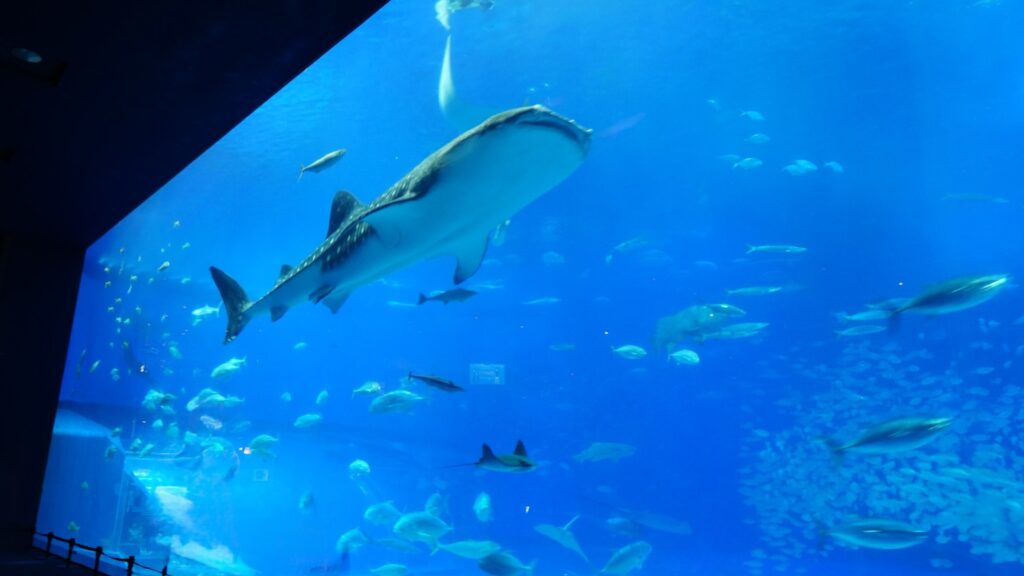 美ら海水族館の大水槽で泳ぐジンベイザメと魚たちの画像