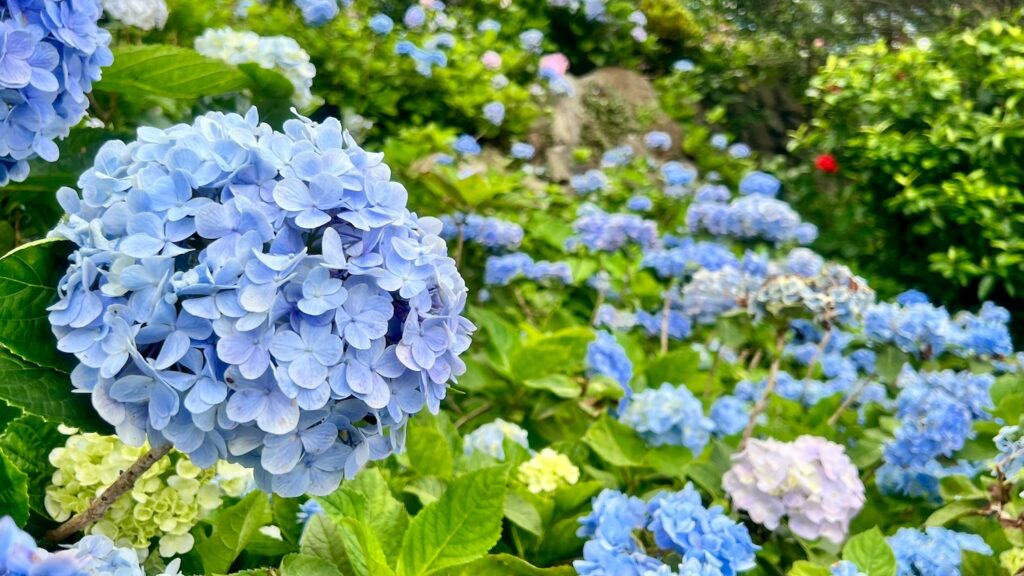 綺麗に咲く満開の紫陽花の花畑