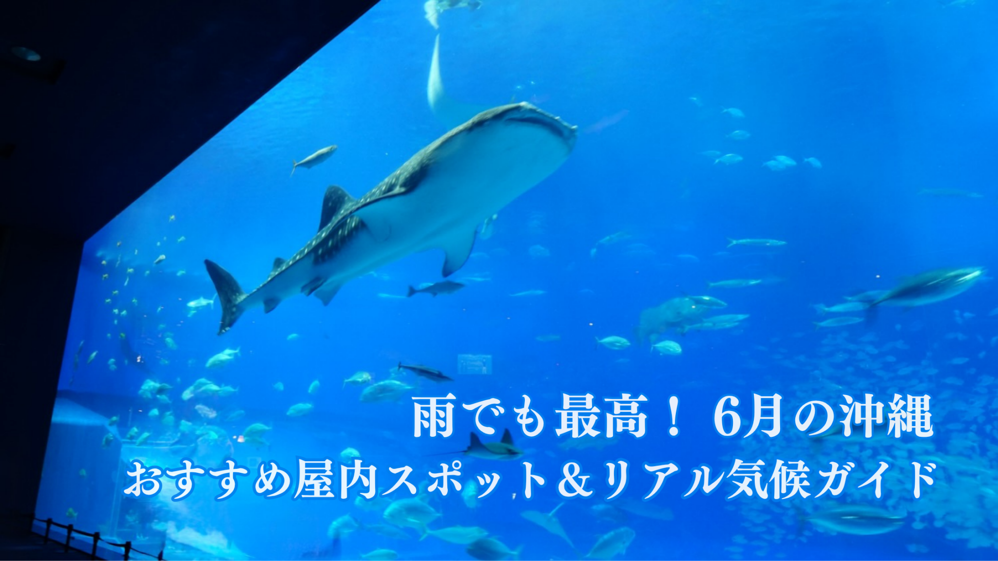 美ら海水族館の大水槽で泳ぐジンベイザメと魚たちの画像