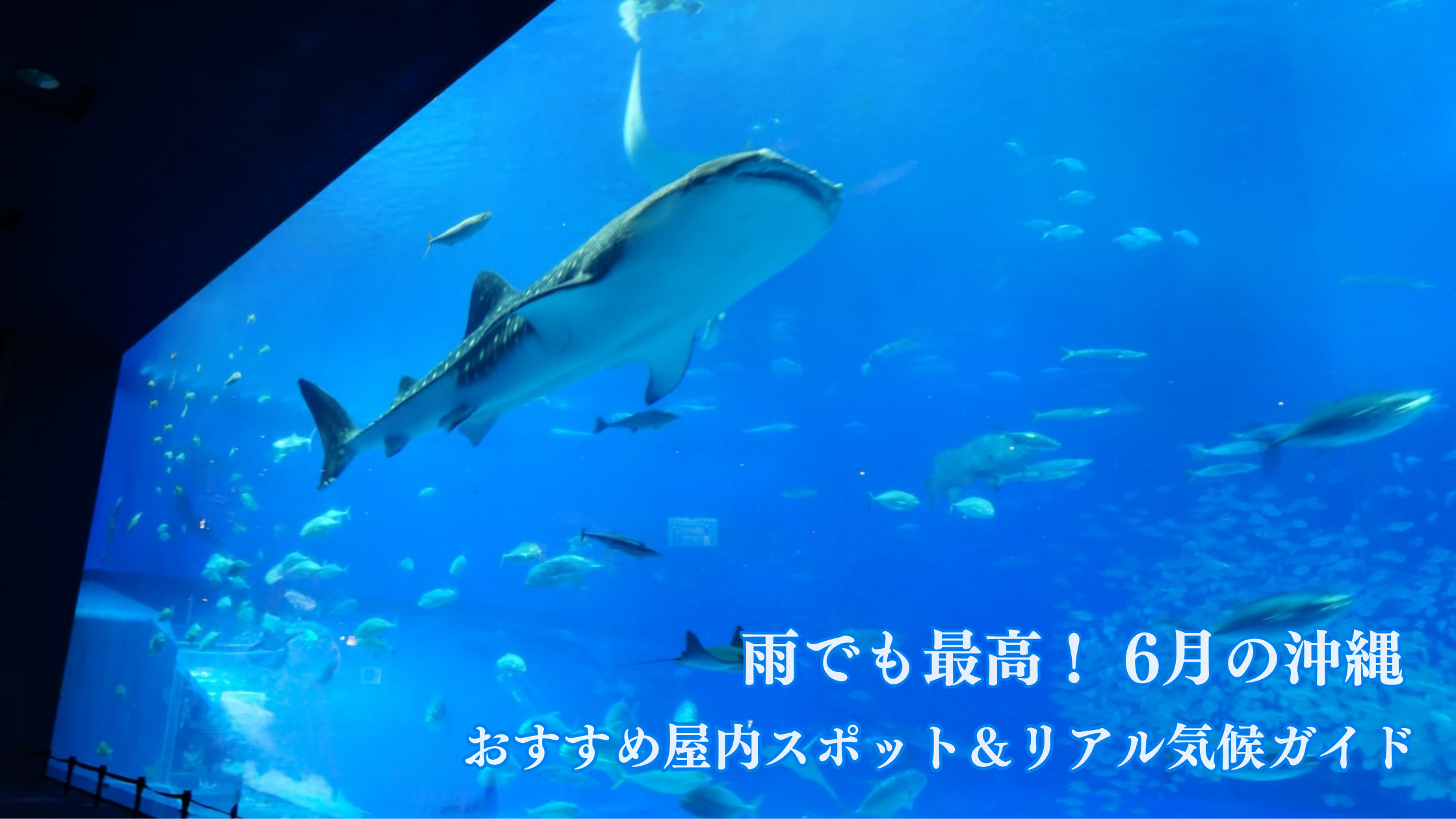 美ら海水族館の大水槽で泳ぐジンベイザメと魚たちの画像