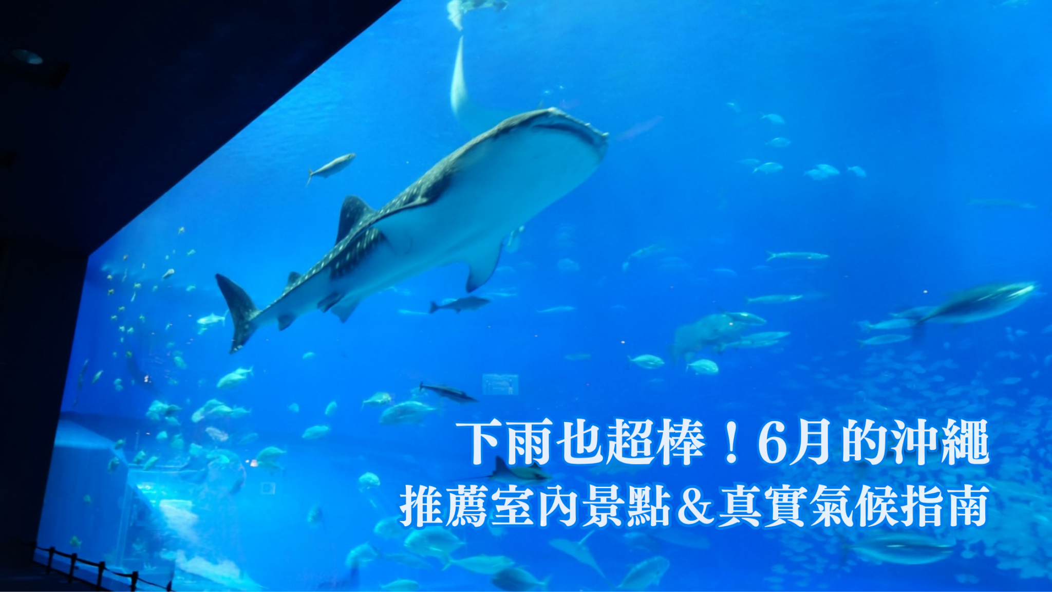 在沖繩美麗海水族館大水槽裡悠游的鯨鯊與魚群的照片