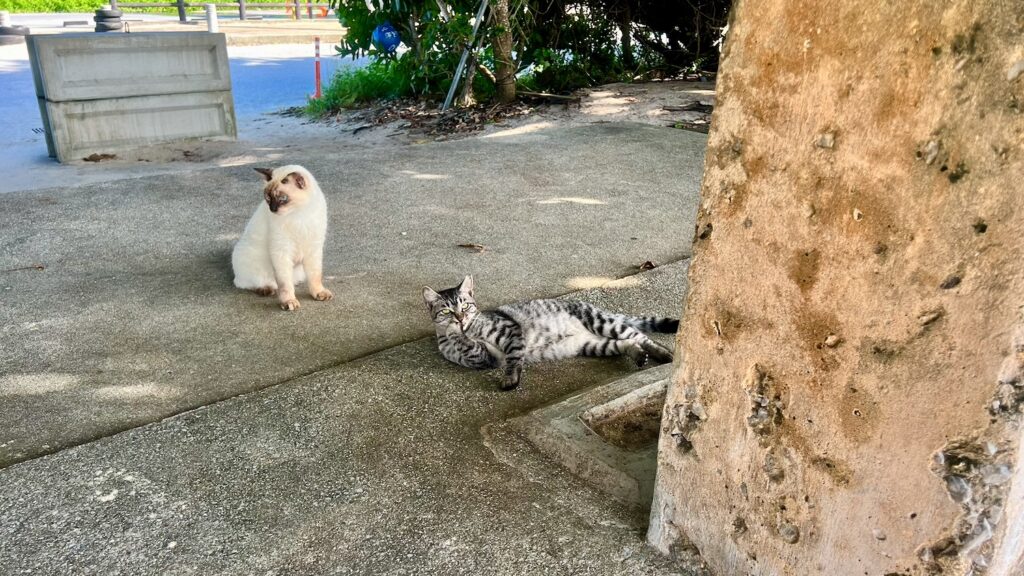 浜比嘉ビーチでくつろぐ2匹の猫