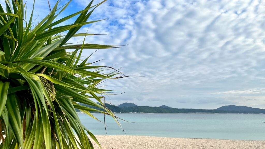 アダンの実がなる木の背景に青空と雲と海が背景に広がる沖縄のビーチの風景
