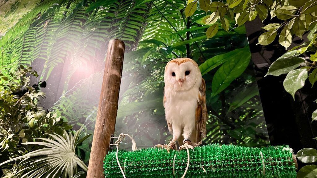 やんばるの森をイメージした緑豊かな植物と背景パネルの前で、緑の止まり木に止まっているメンフクロウ
