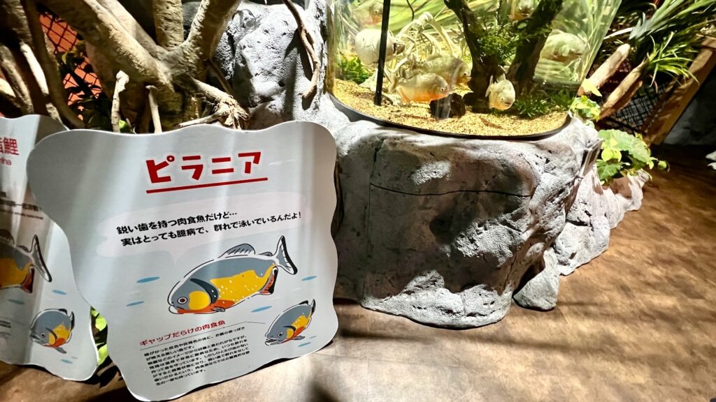ピラニアのかわいいイラストがついた案内パネルと、ガイコツの模型が沈んだ水槽で泳ぐピラニア