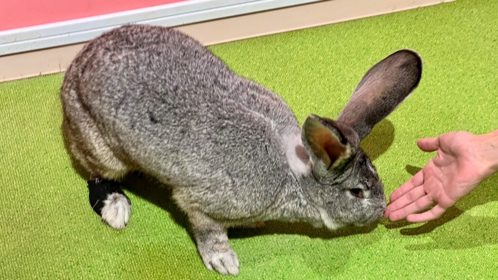 差し出された手に近づく大型ウサギのフレミッシュジャイアント