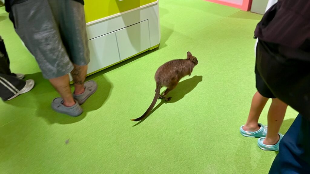足元を飛び跳ねて移動するワラビー