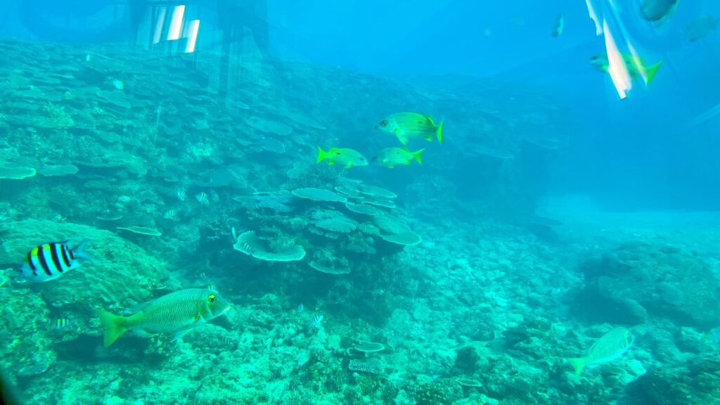 ブセナ海中公園の海中展望塔から見える、サンゴ礁とカラフルな熱帯魚が泳ぐリアルな沖縄の海中世界