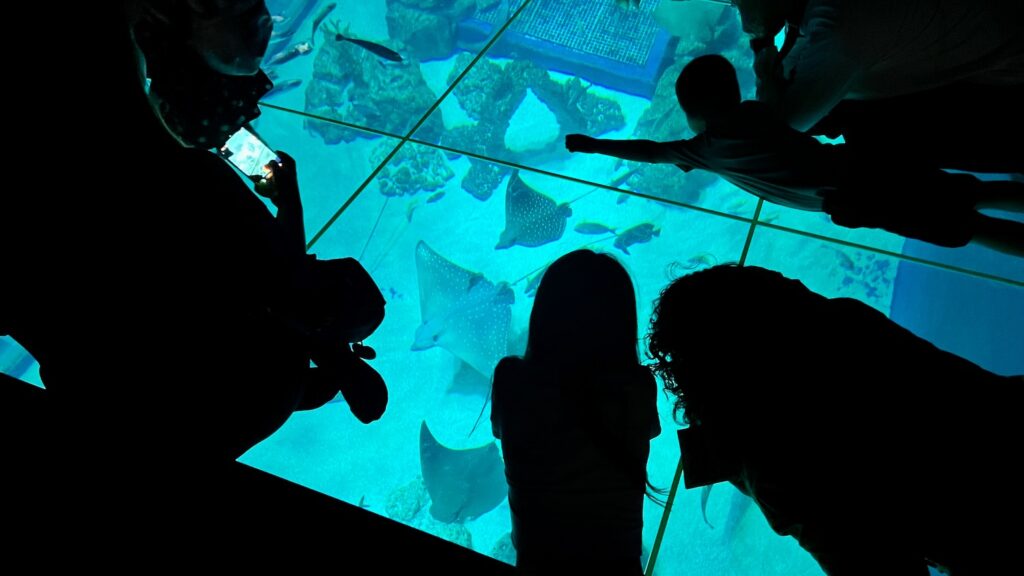 床がガラス張りになっている巨大水槽を上から覗いている様子