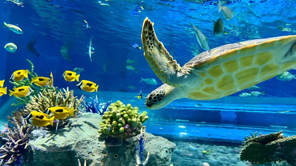 青い水槽の中でサンゴ礁の上を泳ぐウミガメと鮮やかな黄色の熱帯魚たち
