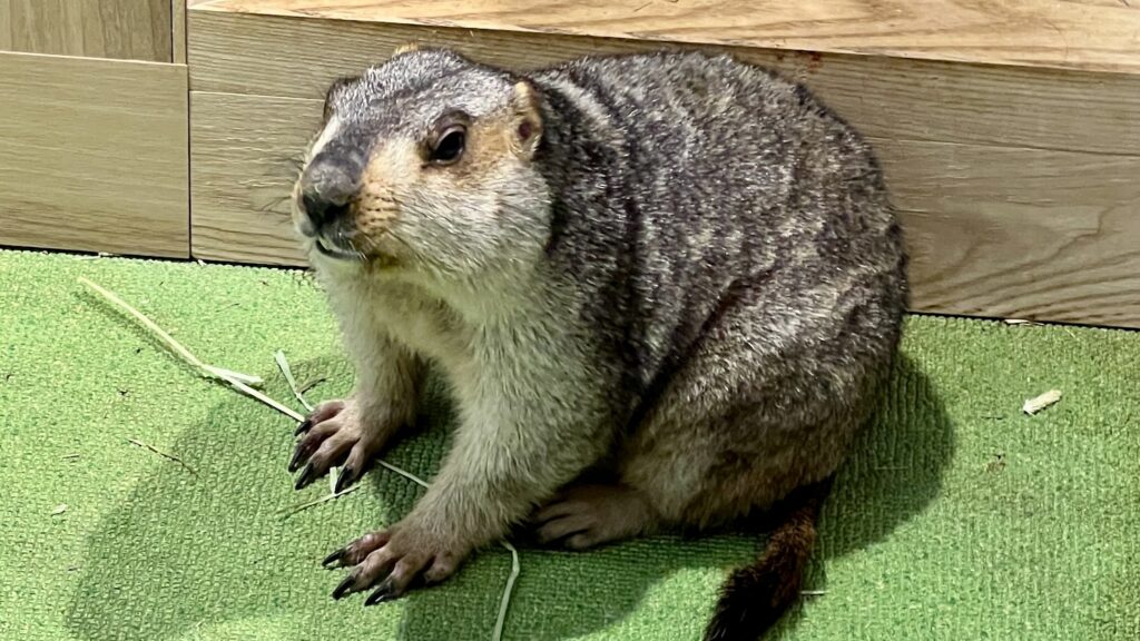 かわいいマーモット