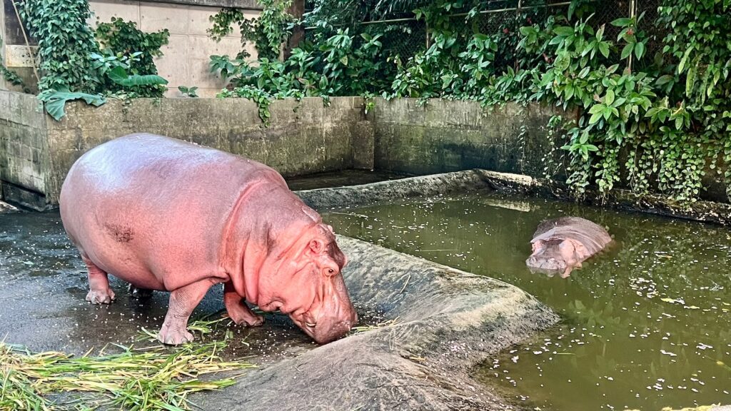 水面にいるカバとエサの草を食べているカバ