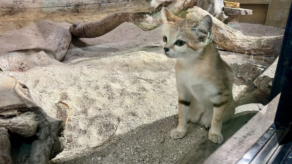 かわいいスナネコ